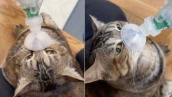 Stray Cat Who Spent Her Life on the Streets Goes From Being All Alone
