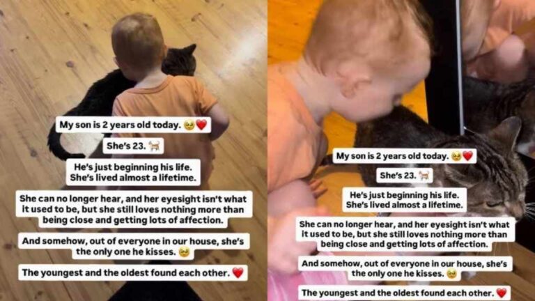 Senior Cat Can Barely Hear Anymore — but She Always Has Time for Her