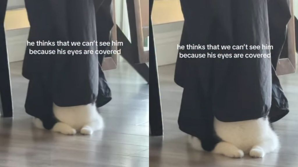 Cat Thinks Humans Can’t See Him Because His Eyes Are Covered, So He