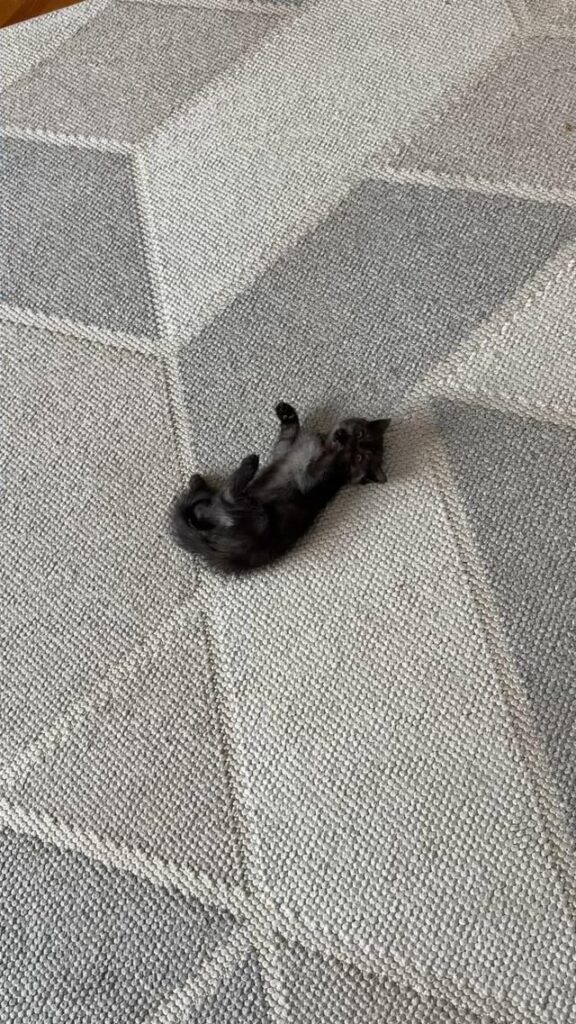 She definitely likes