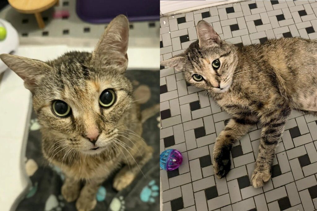Cat Abandoned Over a Pregnancy She Never Had, Fought Quietly for Her