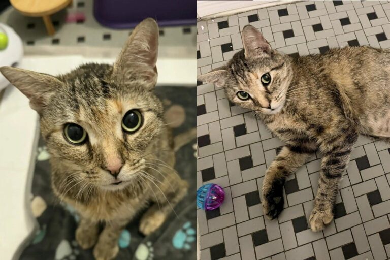 Cat Abandoned Over a Pregnancy She Never Had, Fought Quietly for Her