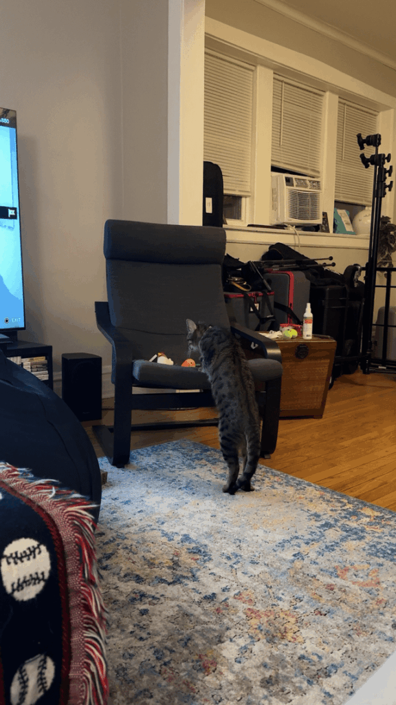 My cat no longer jumps up onto furniture – getting her a vet visit