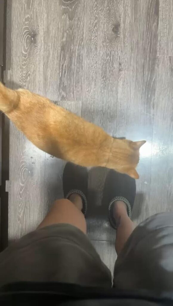 My sister’s cat Citrus is also my new roommate now. I worry she