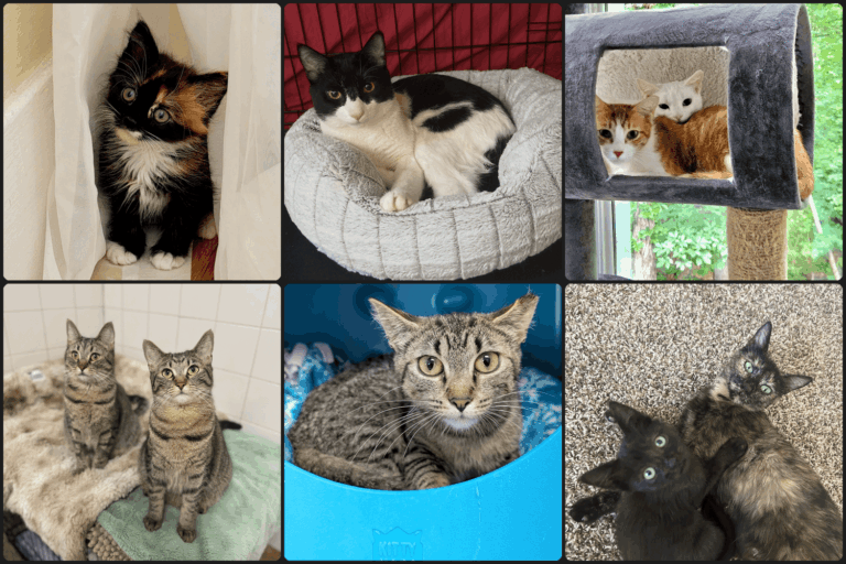 Best Cat Rescue Stories of July 2026