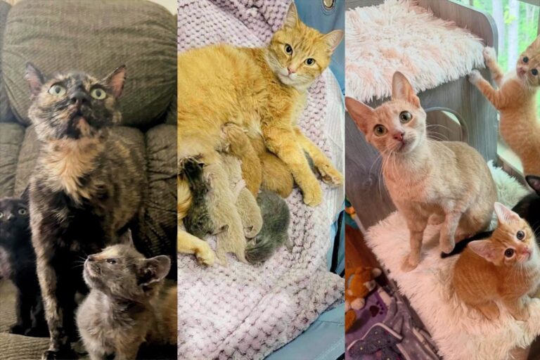 LoveMeow’s Best Mama Cat and Kitten Stories