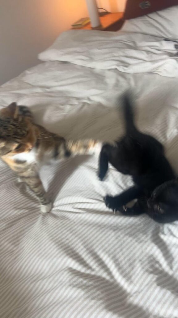 Is this playing or fighting?