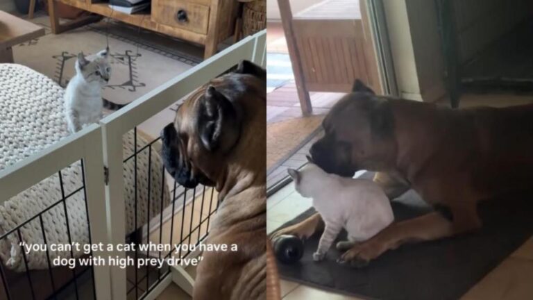 Cat Takes Time To Warm up to Big Dog, but Their Bond Becomes