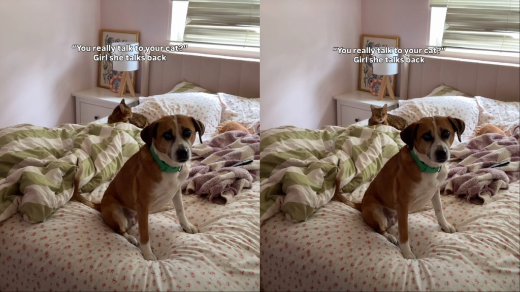 Cat’s Sassy Showdown With Mom Leaves Unexpected Family Member Caught