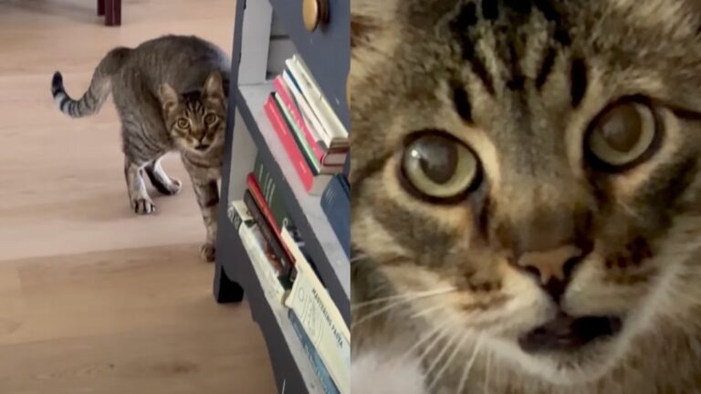 Cat Is Completely Confused When a Total Stranger Shows up To Feed Her