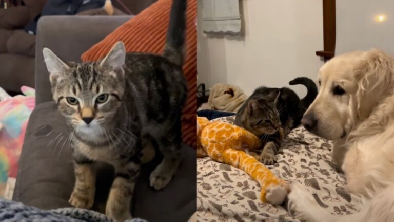 After Two Difficult Starts, This Rescue Cat & Senior Golden Retriever