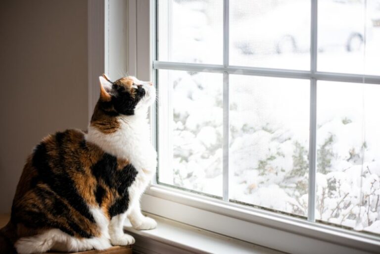 Proof That Moving Cats Indoors Is Easier Than You Think