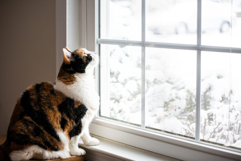 Proof That Moving Cats Indoors Is Easier Than You Think