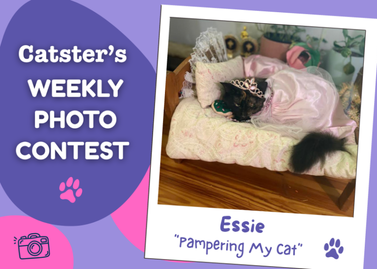 Catster’s Weekly Photo Contest Winners: Pampering My Cat (August 17,