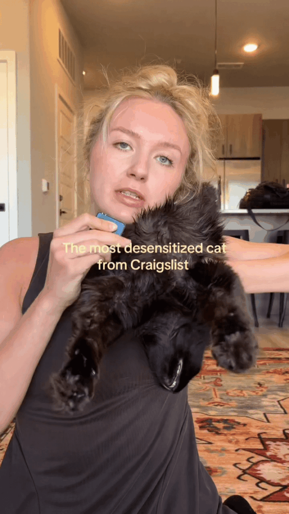 Craigslist Kitty