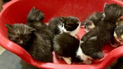 A full basket