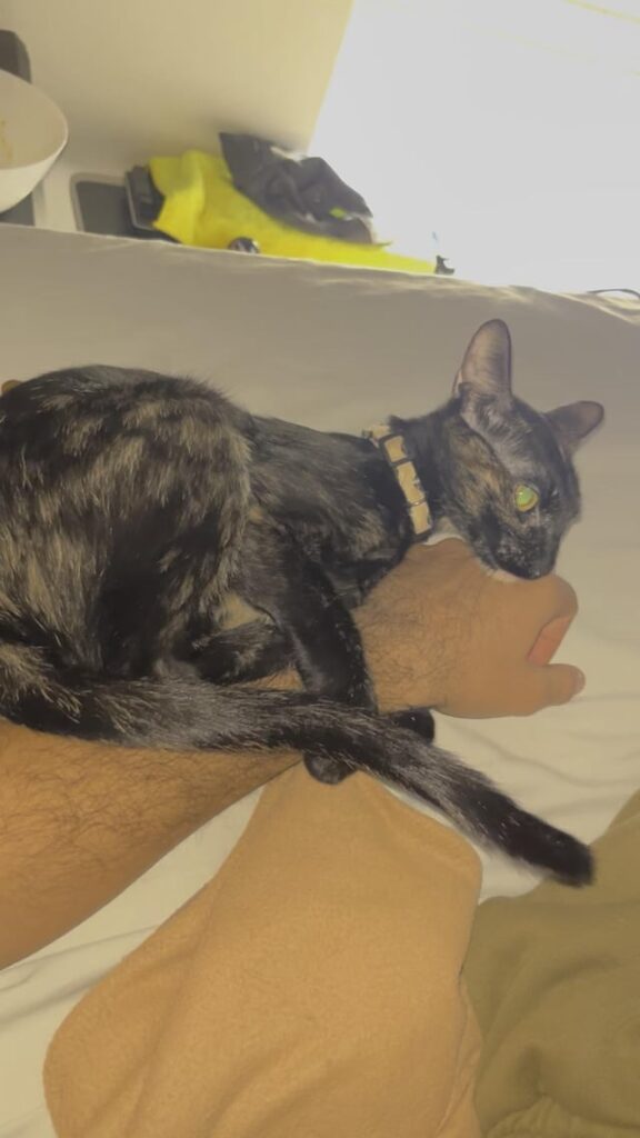 Why does my female cat do this ??