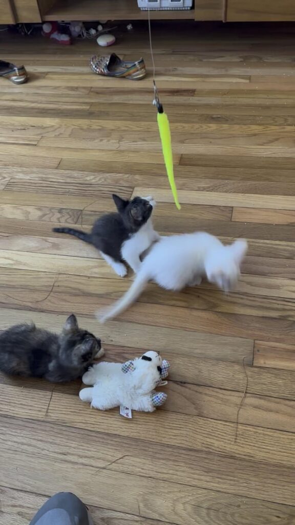 More shenanigans from the foster gang!