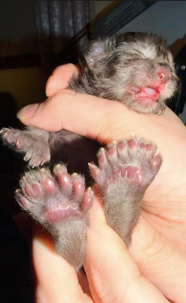 A Wisconsin kitten breaks the world record with 29 toes!