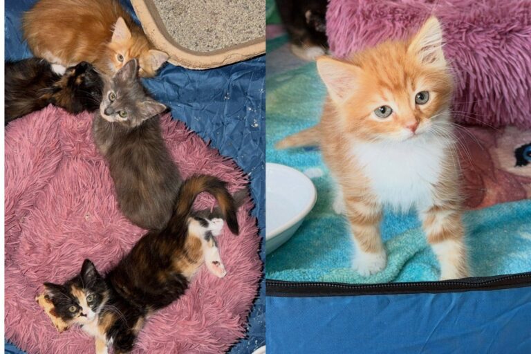 Kittens Born Under a Shed at Construction Site Were Not Going to Be