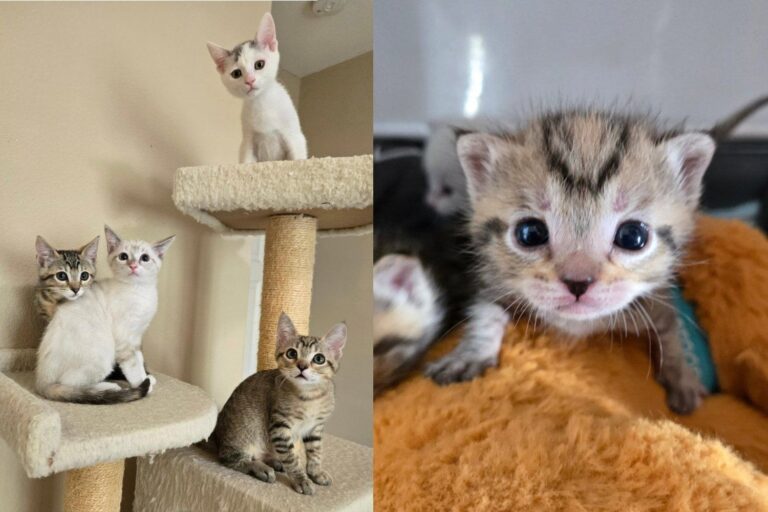 Four Kittens Found Alone in Busy Downtown Nearly Went Their Separate