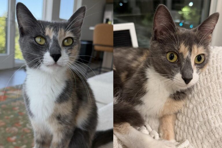 Mama Cat Took a Rescue a Long Time to Trap, Now She Comes Out for the