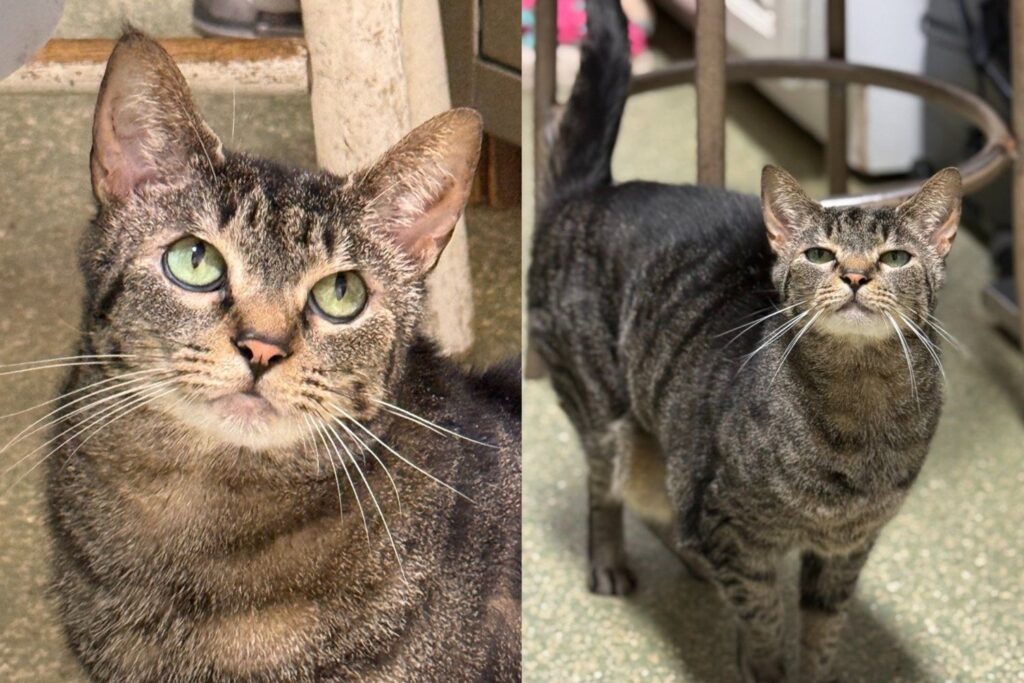 Cat Who Beat a Rare Skin Condition Now Runs the Clinic and Gives