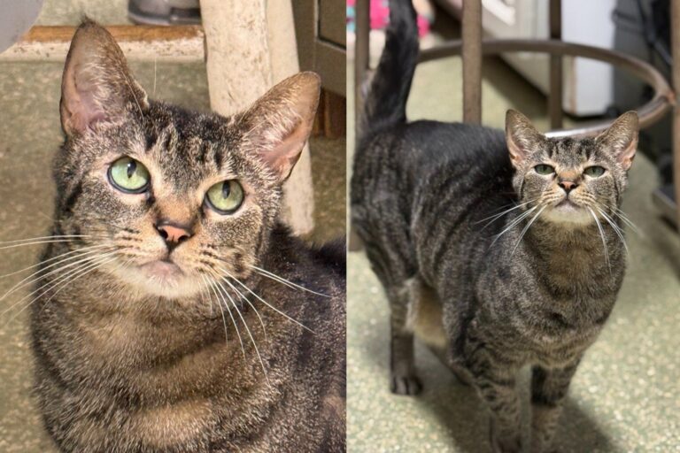Cat Who Beat a Rare Skin Condition Now Runs the Clinic and Gives