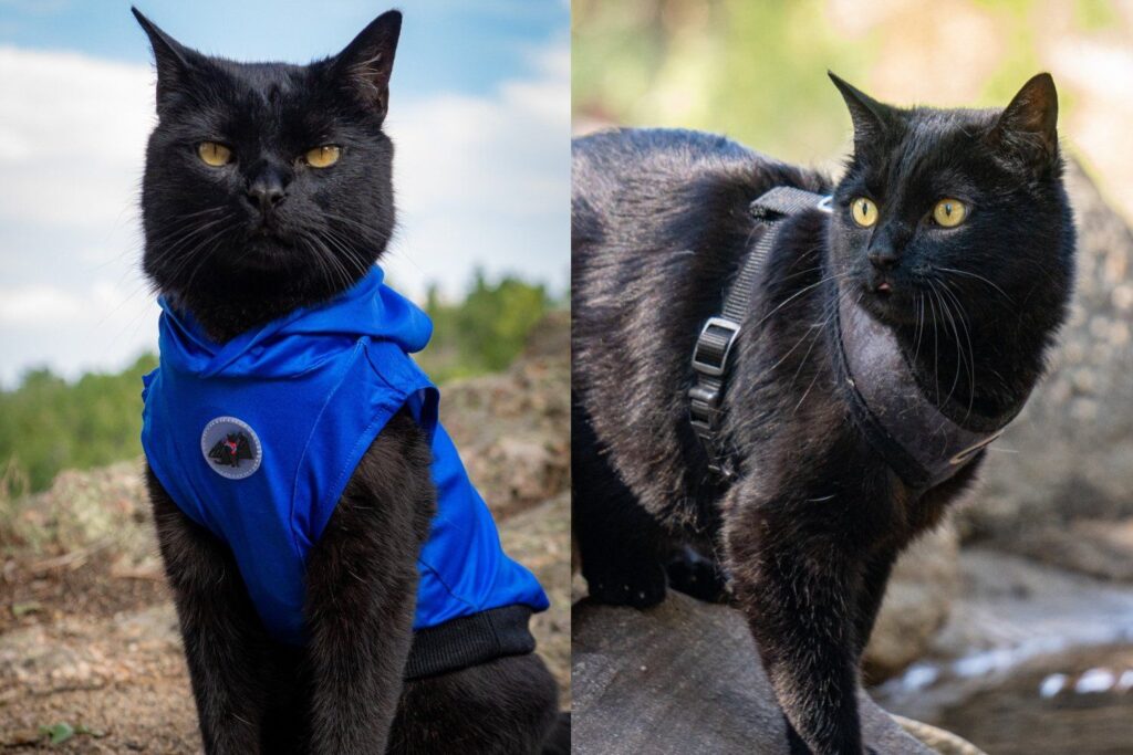 A Black Cat Hours From Being Put Down for Being Unwanted Has Spent