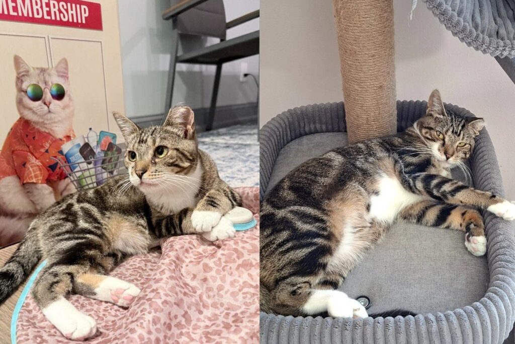 Cat Rescued From the Toughest Colony in New York Taught Herself to