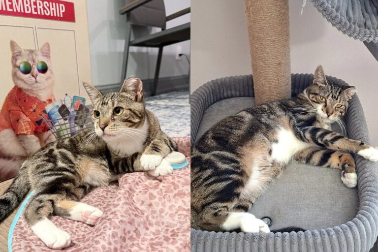 Cat Rescued From the Toughest Colony in New York Taught Herself to