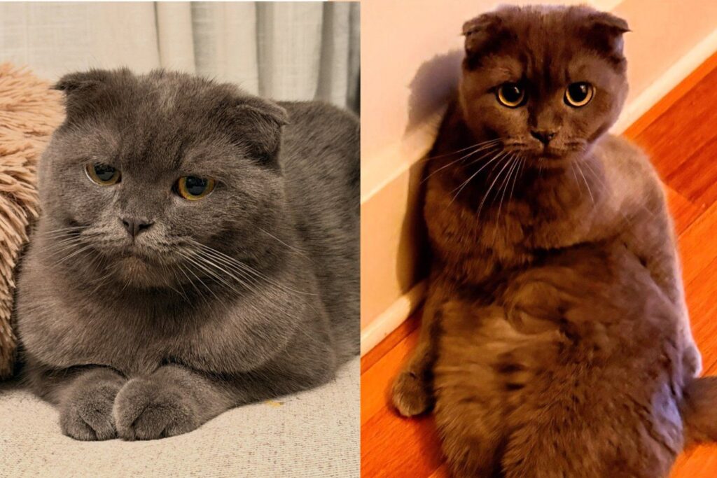 Cat Rescued From a Hoarding Home Kept to Herself for Weeks, and Now