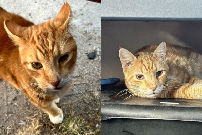 Senior Cat From a Trailer Park Has Almost No Teeth Left, and He Could