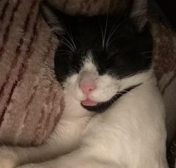 Eepy cat