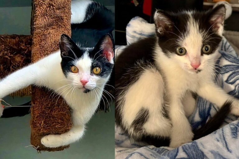 Kitten Rescued From Under a Florida Bridge Has Traded Roaring Traffic