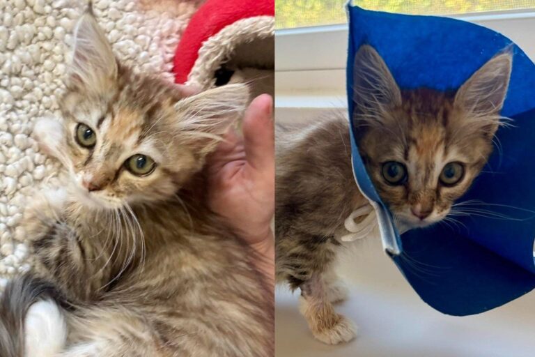 Kitten Who Survived Being Dragged by a Dog Now Trusts Enough to Purr