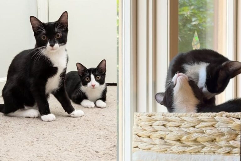 Kitten Foster Takes in Tuxedo Sisters and Notices Neither One Can