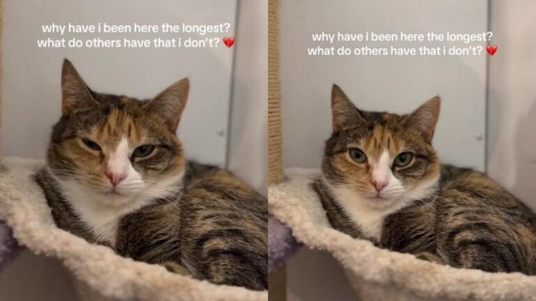 Rescue Cat Watches Every Visitor Pass Him by & Starts Wondering Why