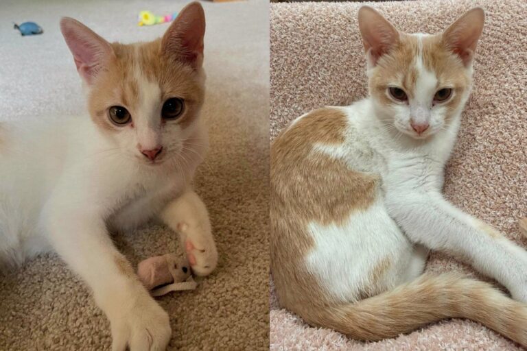 Kittens Rescued From a Crawl Space Under Home, Now They Keep Pausing