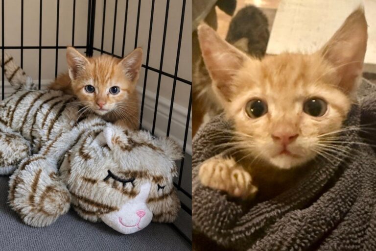 Kitten Buried Under Rocks in a Drain Pipe Wouldn’t Stop Crying, Now