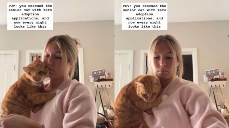 Nobody Wanted This Senior Rescue Cat Until One Human Took Him Home &
