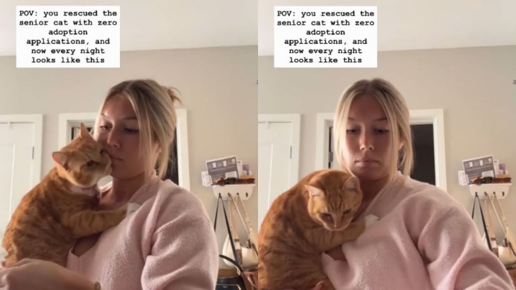 Nobody Wanted This Senior Rescue Cat Until One Human Took Him Home &