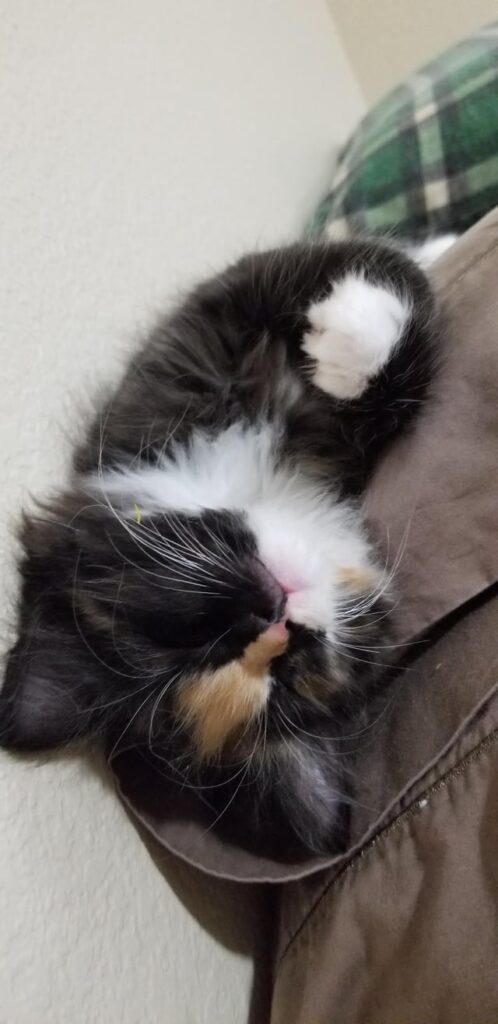 Princess Poppy