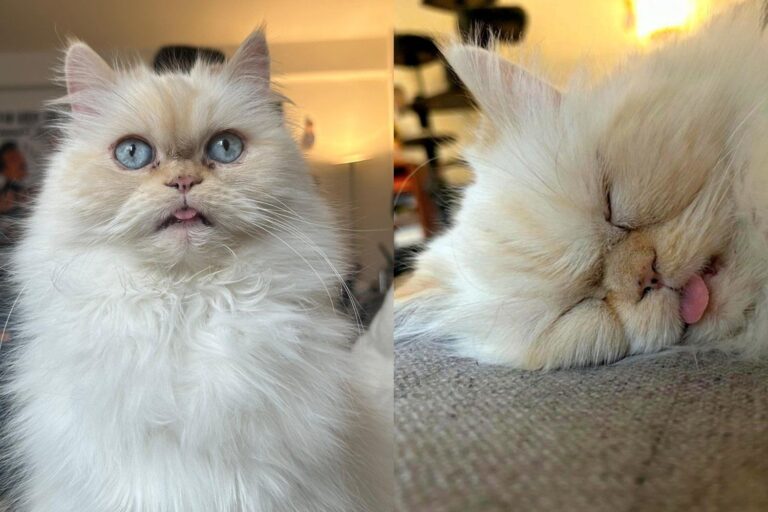 Senior Cat Who Survived a Car Accident Made a Full Recovery, Tongue