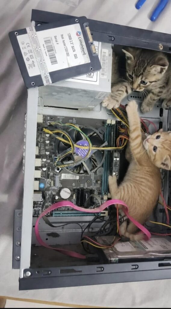 The Meow Technicians are on duty