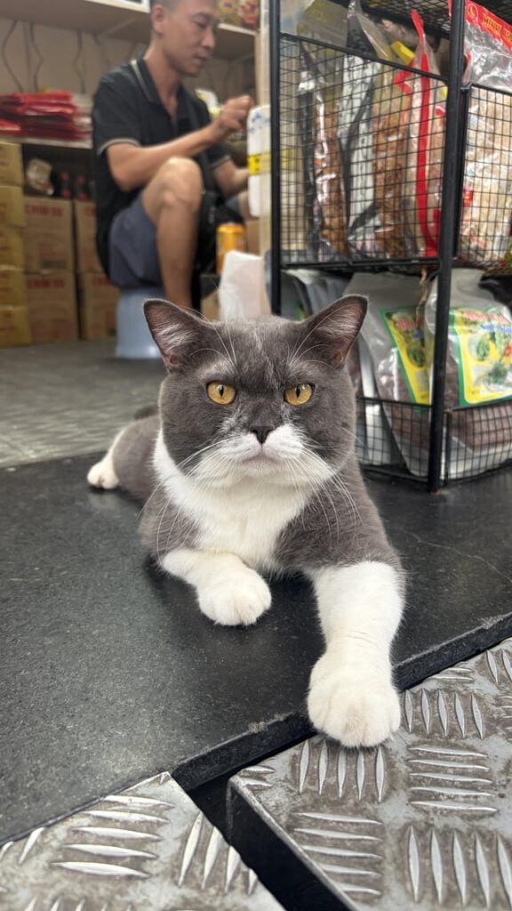 This absolute boss of a cat I met in Hong Kong