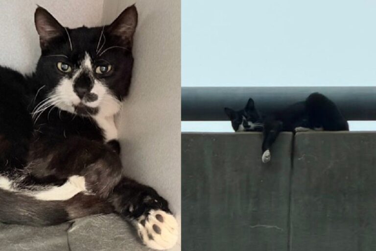 Cat Rescued by First Responders From NYC Bridge Now Refuses to Drink