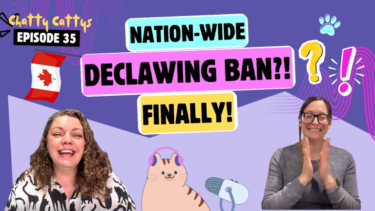 Chatting About Declawing Law Changes, Vegan Cats, and Pre-Internet