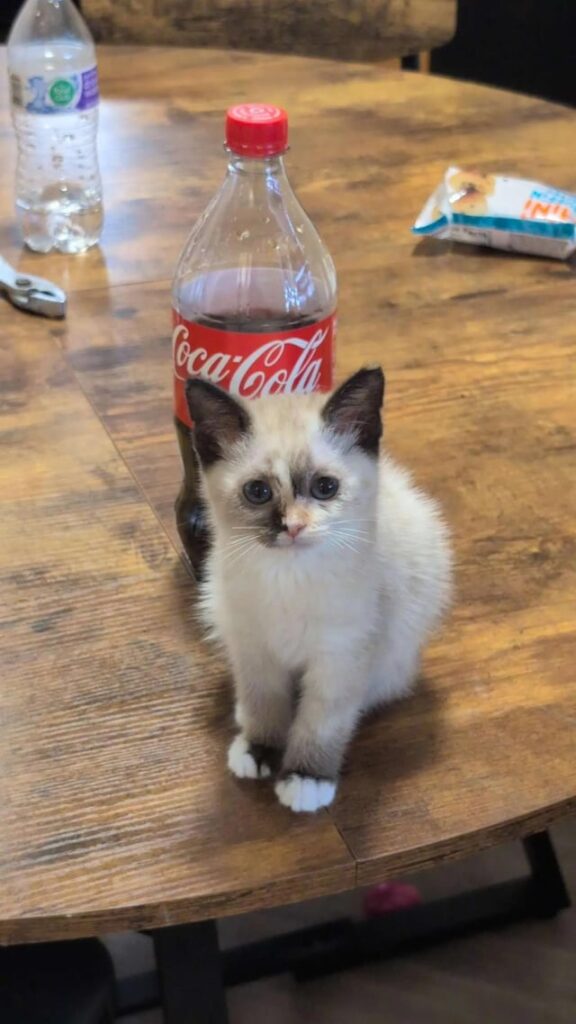 She’s Teeny