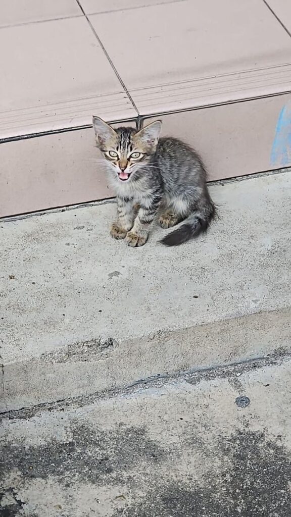 Saw this smol kitty months ago. Adopted by people.